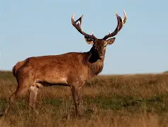 九游体育app-风云突变！密尔沃基雄鹿国际比赛日手感冰凉；中超版图或变；底气十足；轮换策略成焦点的简单介绍